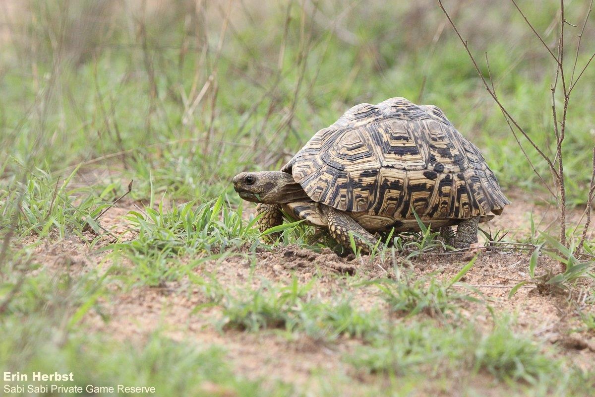 A15Erin Herbst Leopard Tortoise 181121 Final A15Erin Herbst Leopard Tortoise 181121 Final