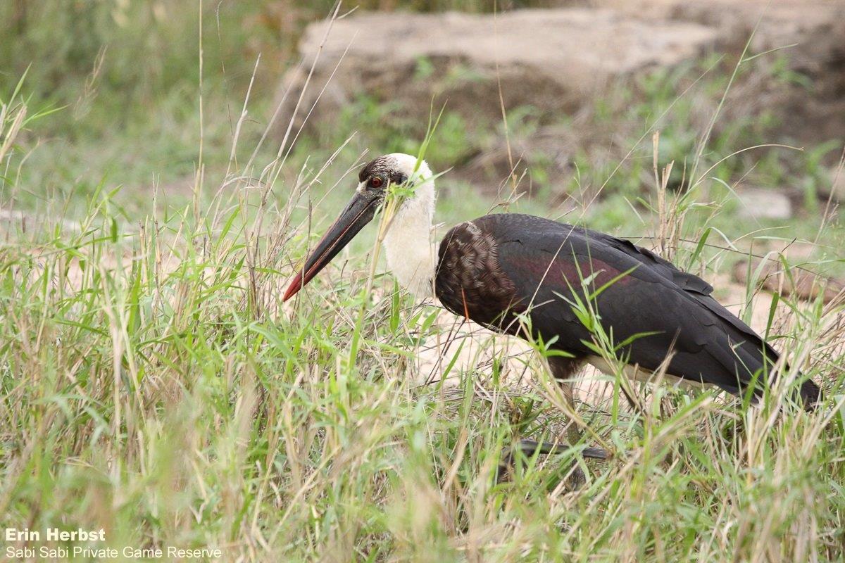 A15Erin Herbst Woolly Necked Stork 171121 Final A15Erin Herbst Woolly Necked Stork 171121 Final