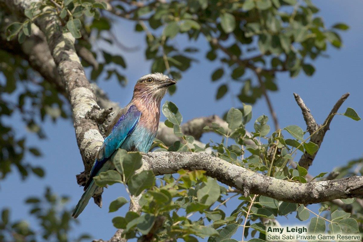 A16Amy Roberts Lilac Breasted Roller 060320 Edit Final A16Amy Roberts Lilac Breasted Roller 060320 Edit Final