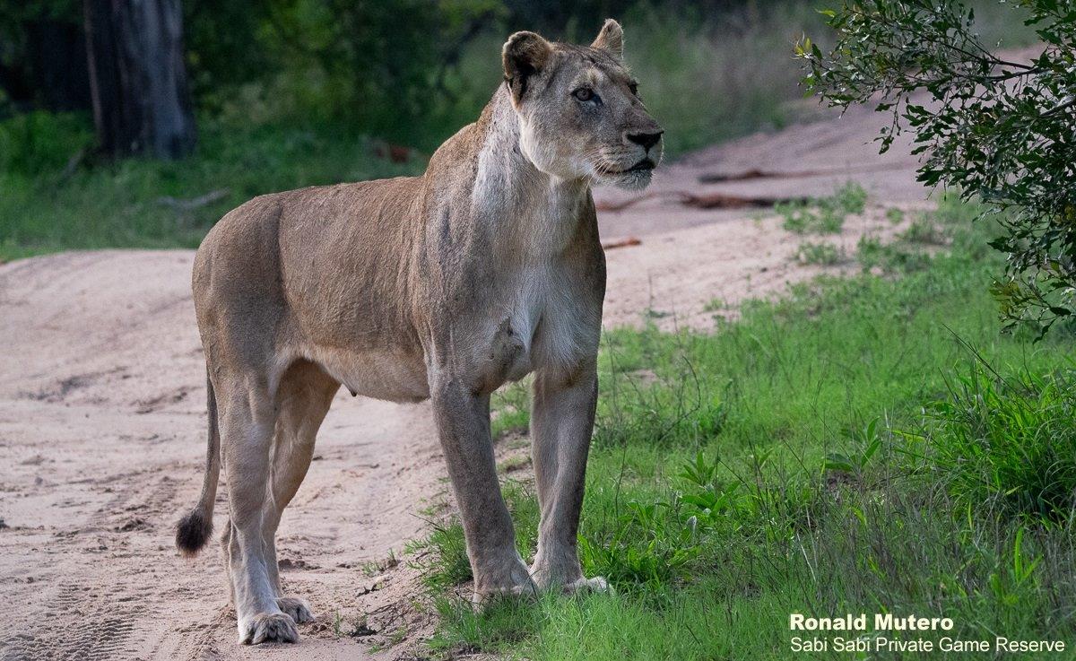 A18ronald Mutero Stix 27112021 Final