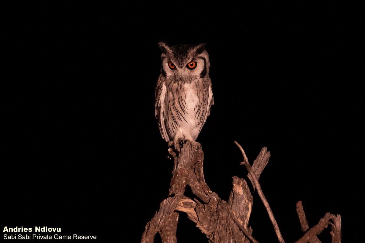 A38andries Owl.southernwhitefaced General Final A38andries Owl.southernwhitefaced General Final