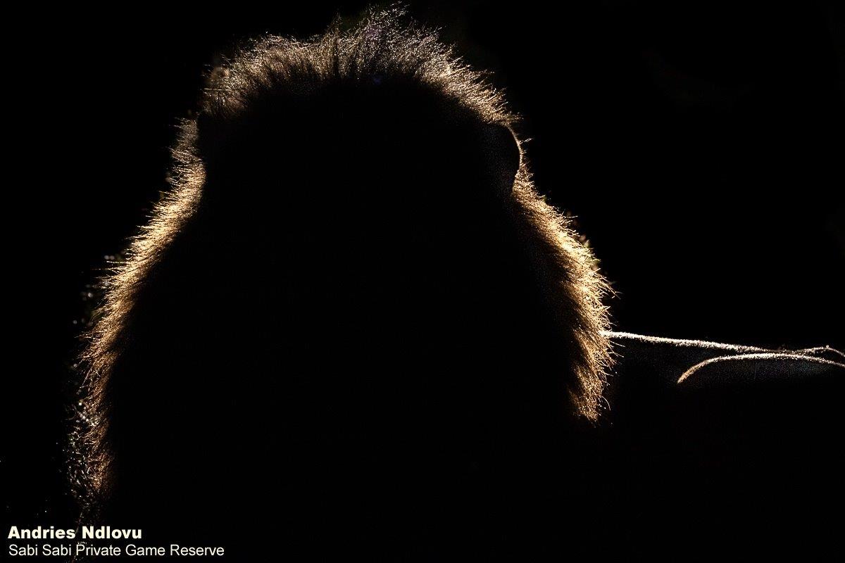 B06andries Lions.nwas Blog 3 Final