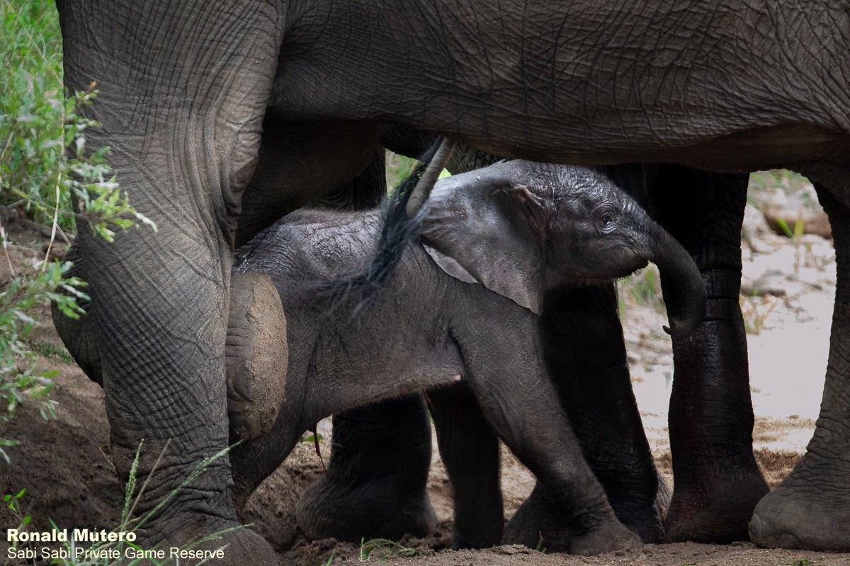 B13ronald Mutero Elephant 27112021 12 Final