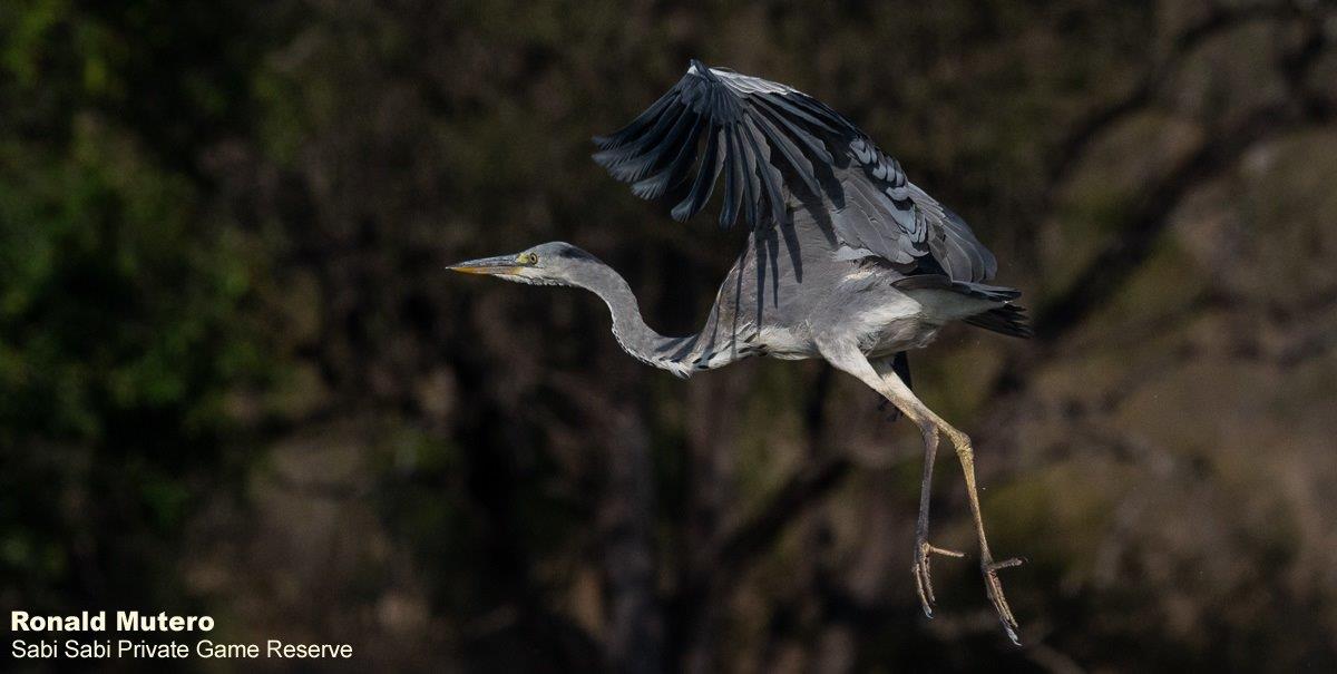 A04ronald Mutero Grey Heron 27092021 Final A04ronald Mutero Grey Heron 27092021 Final