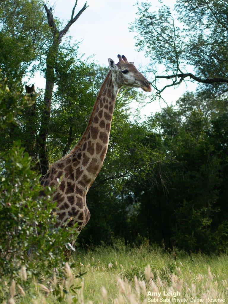 A06Amy Leigh Giraffe 180221 Final