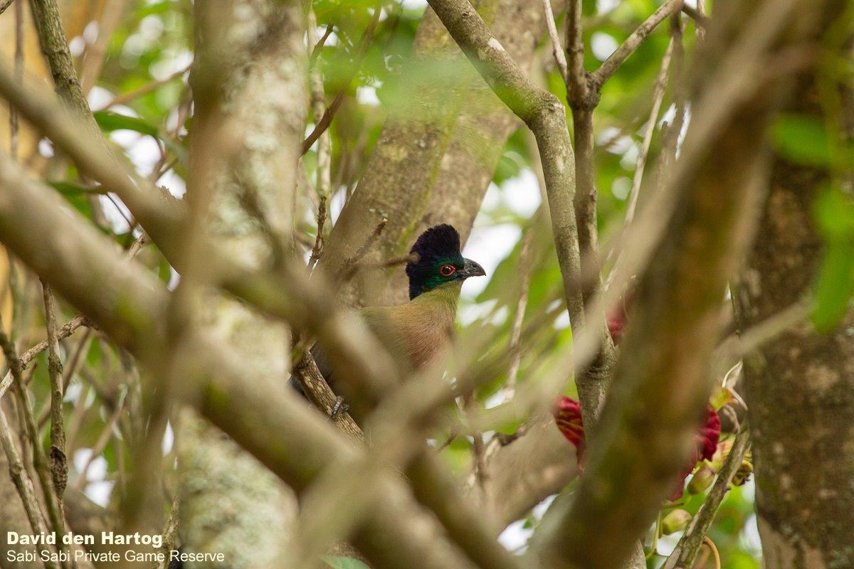 A07David Den Hartog Purple Crested Turaco 11 19 2021 2 Final A07David Den Hartog Purple Crested Turaco 11 19 2021 2 Final