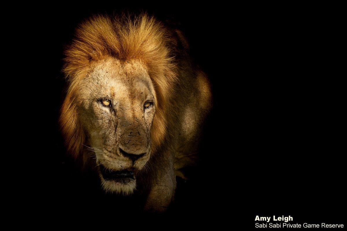 A11Amy Leigh Lion Nwas 240122 Final A11Amy Leigh Lion Nwas 240122 Final
