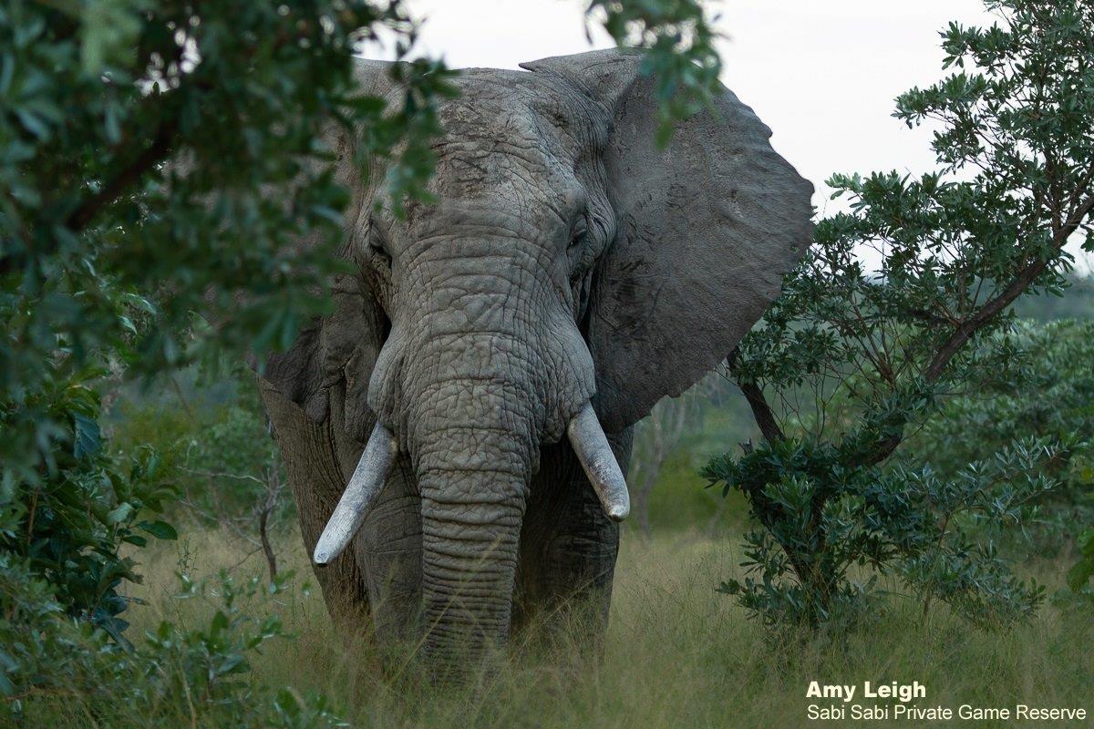 A12Amy Leigh Elephant 200321 Final A12Amy Leigh Elephant 200321 Final
