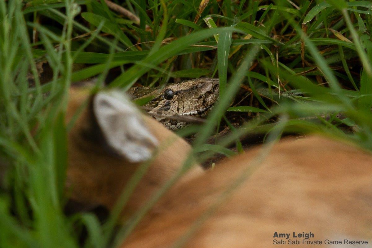 A13Amy Leigh African Rock Python 271221 Final A13Amy Leigh African Rock Python 271221 Final