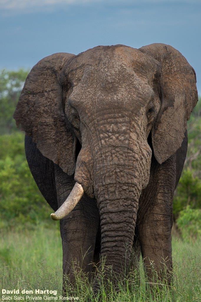 A17David Den Hartog Elephant 12 23 2021 1 Final