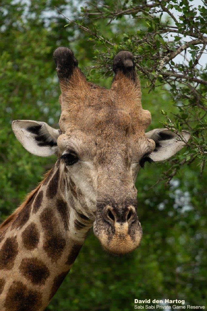 A22David Den Hartog Giraffe 13 01 2022 Final A22David Den Hartog Giraffe 13 01 2022 Final