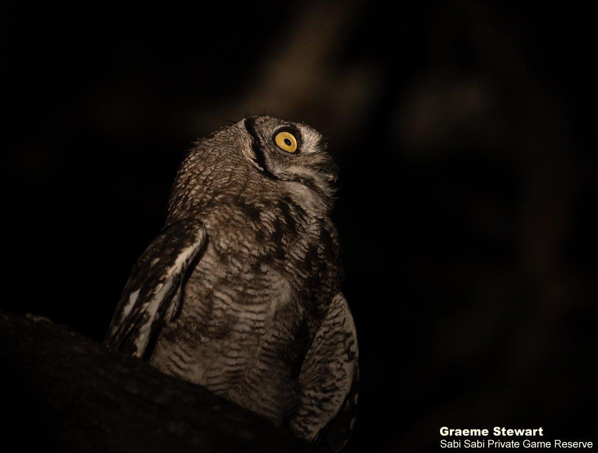 A22Graeme Stewart Spotted Eagle Owl 040122 Final A22Graeme Stewart Spotted Eagle Owl 040122 Final