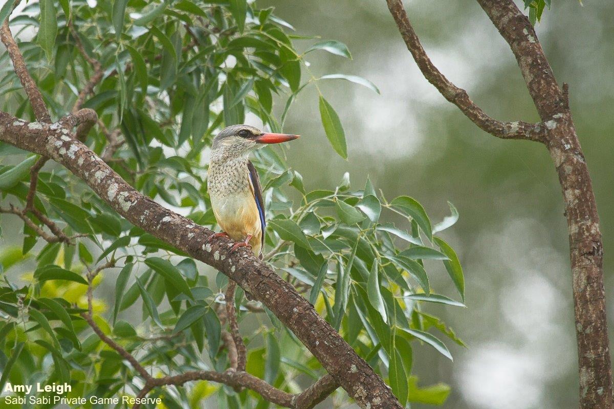 A30Amy Leigh Grey Headed Kingfisher 120122 Final A30Amy Leigh Grey Headed Kingfisher 120122 Final