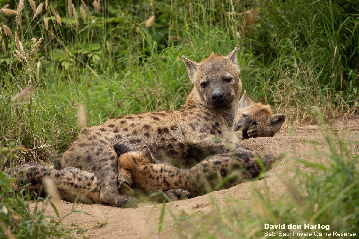 A43David Den Hartog Hyena And Cubs 22 01 2022 Final A43David Den Hartog Hyena And Cubs 22 01 2022 Final