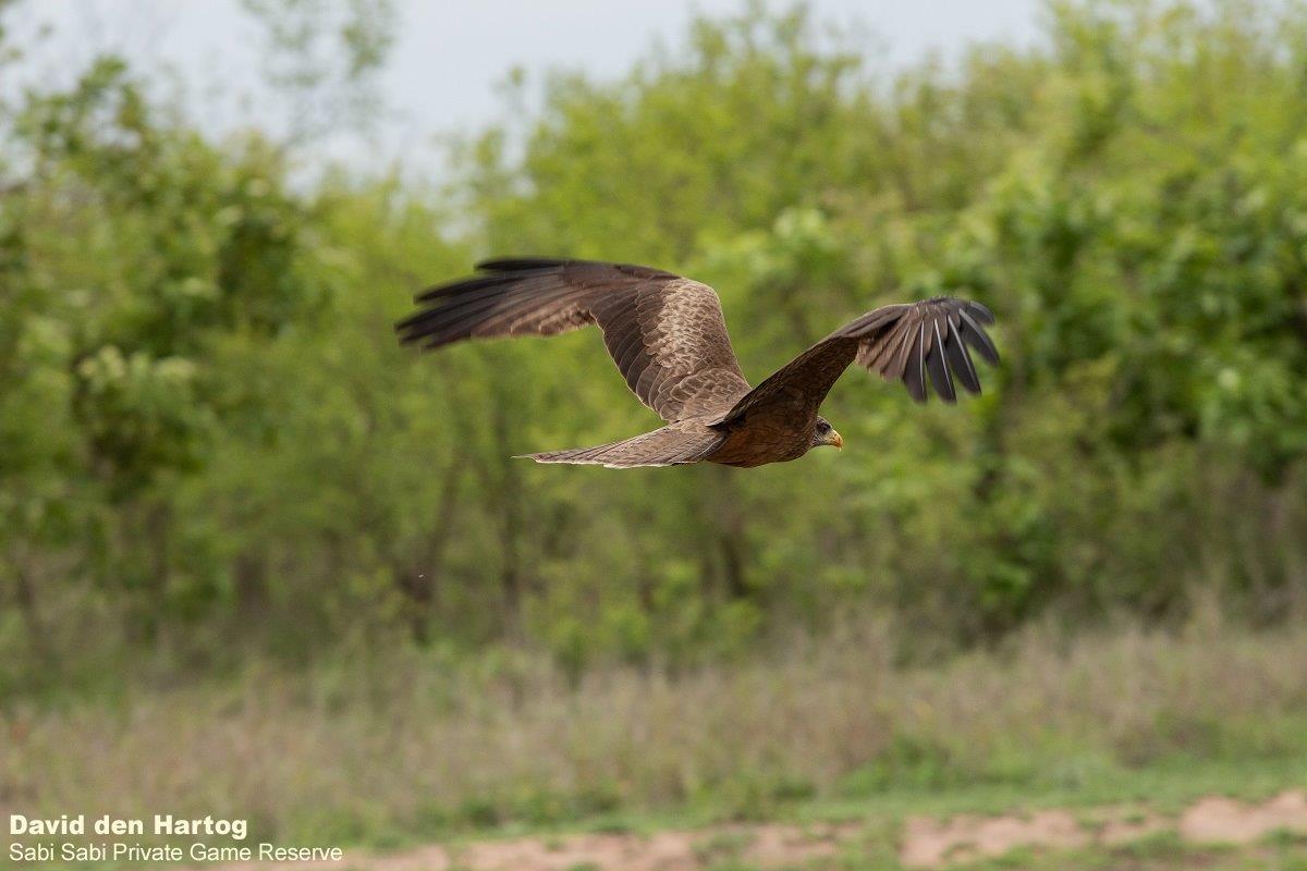 B02David Den Hartog Yellow Billed Kite 11 25 2021 Final B02David Den Hartog Yellow Billed Kite 11 25 2021 Final