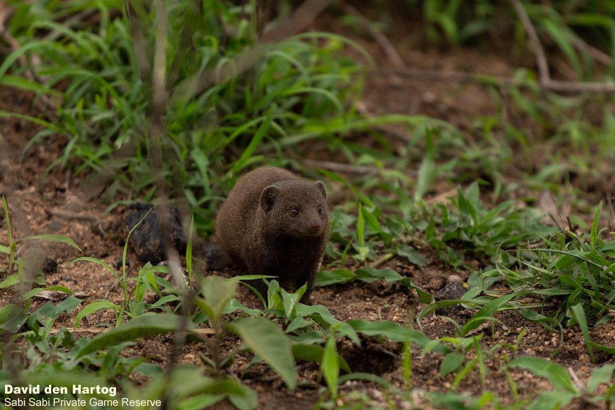 B03David Den Hartog Dwarf Mongoose 11 25 2021 Final B03David Den Hartog Dwarf Mongoose 11 25 2021 Final
