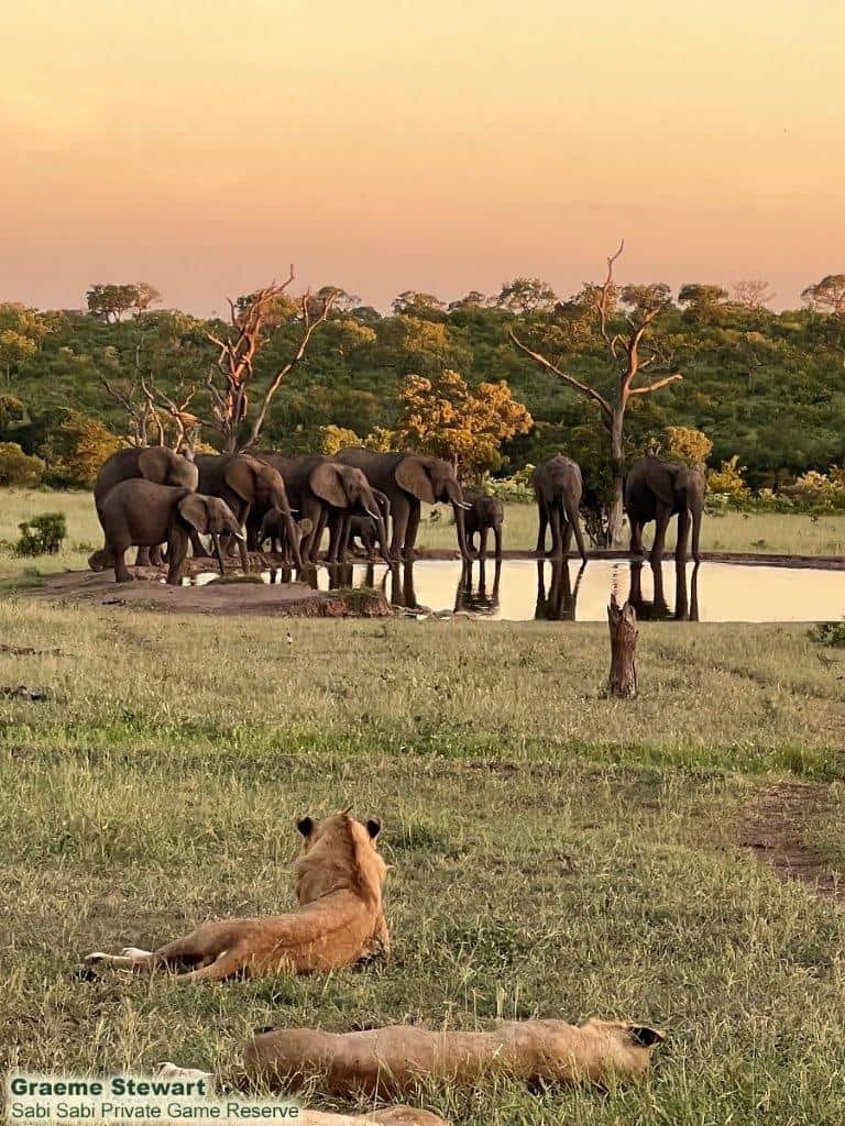 B03Graeme Stewart Lions And Elephants At Watering Hole 281221 Phone Image Final B03Graeme Stewart Lions And Elephants At Watering Hole 281221 Phone Image Final