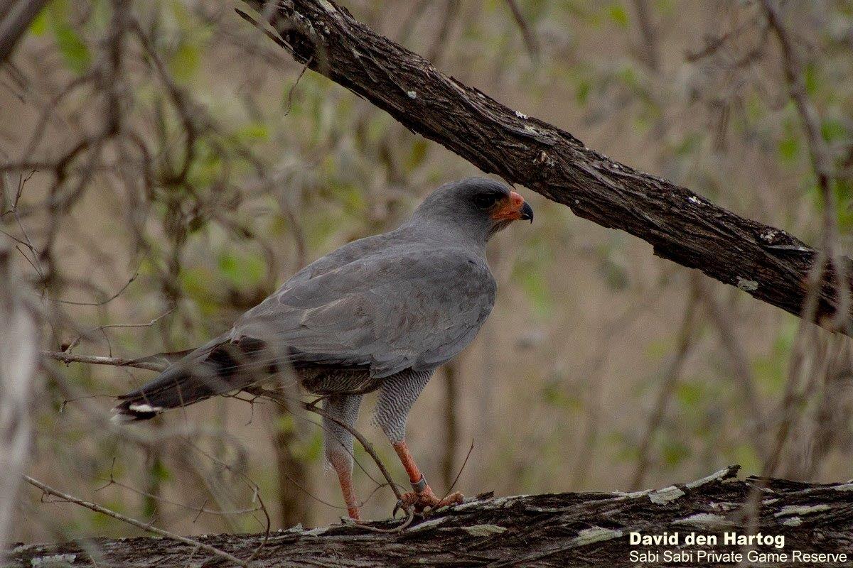 B04David Den Hartog Dark Chanting Goshawk 10 27 2021 Edit Final B04David Den Hartog Dark Chanting Goshawk 10 27 2021 Edit Final