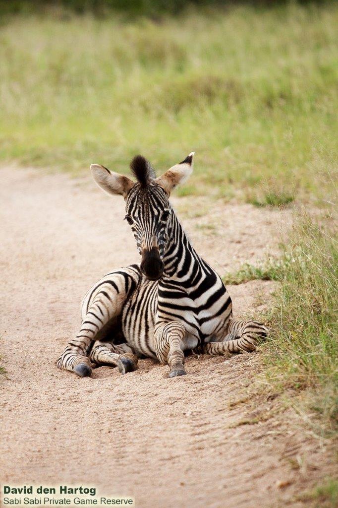 A01David Den Hartog Zebra Foal 26 01 2022 Edit Final A01David Den Hartog Zebra Foal 26 01 2022 Edit Final