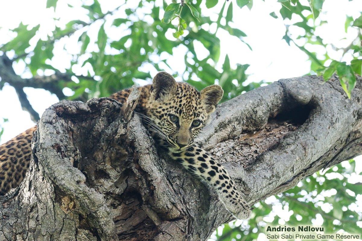 A01andries Leopardcub.ntsumi 1 Final A01andries Leopardcub.ntsumi 1 Final