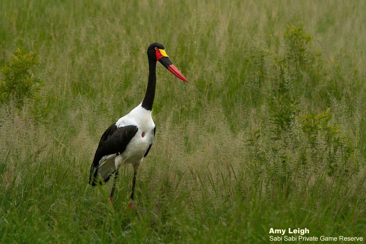 A06Amy Leigh Saddle Billed Stork 120122 Final A06Amy Leigh Saddle Billed Stork 120122 Final