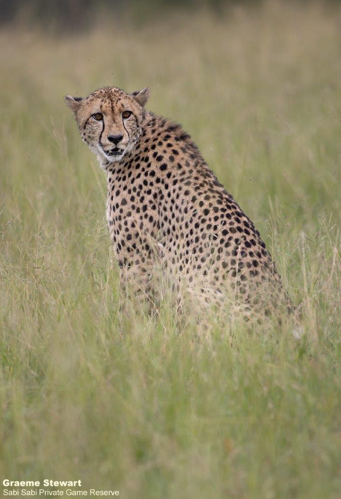A12Graeme Stewart Female Cheetah 040222 Final A12Graeme Stewart Female Cheetah 040222 Final