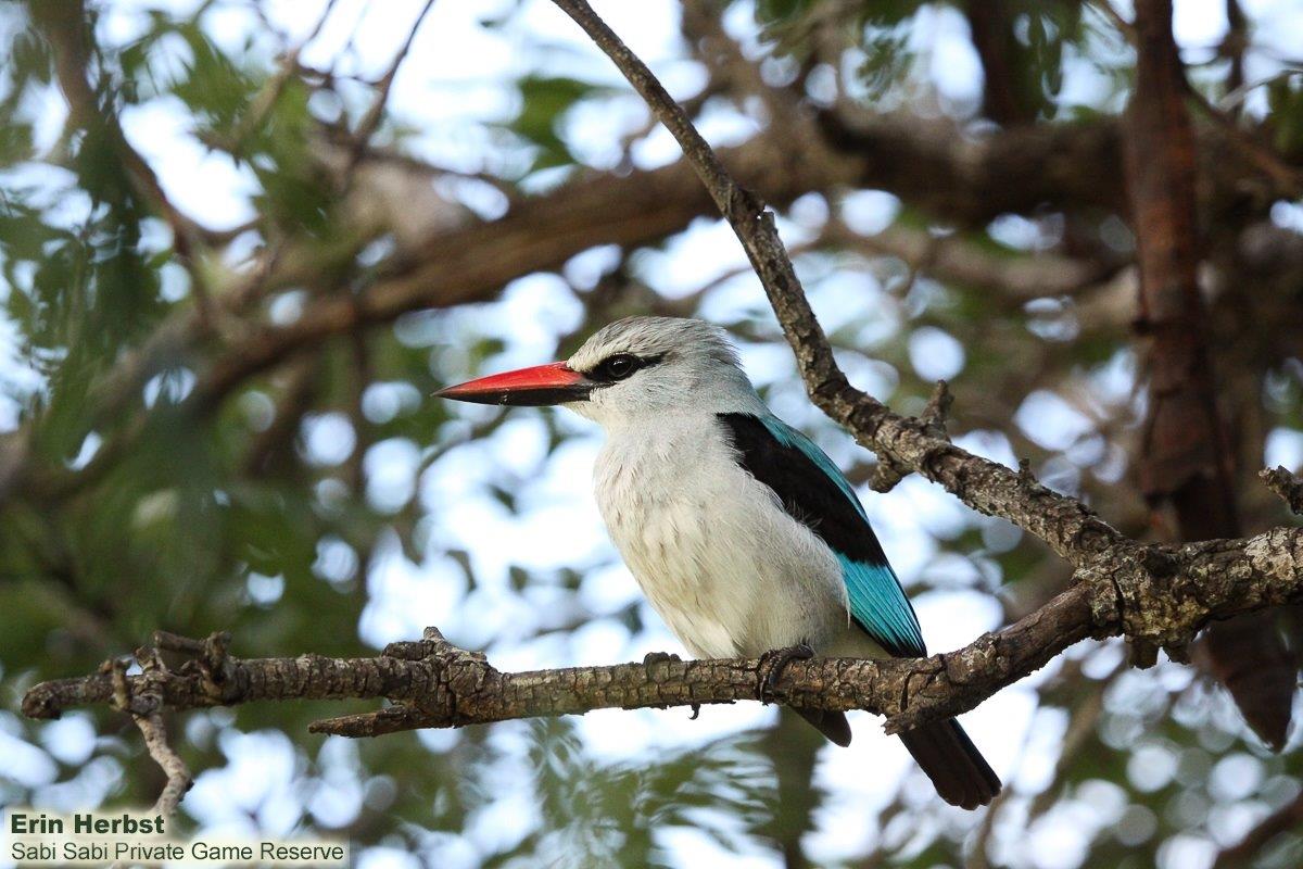 A21Erin Herbst Woodland Kingfisher 240122 Final A21Erin Herbst Woodland Kingfisher 240122 Final