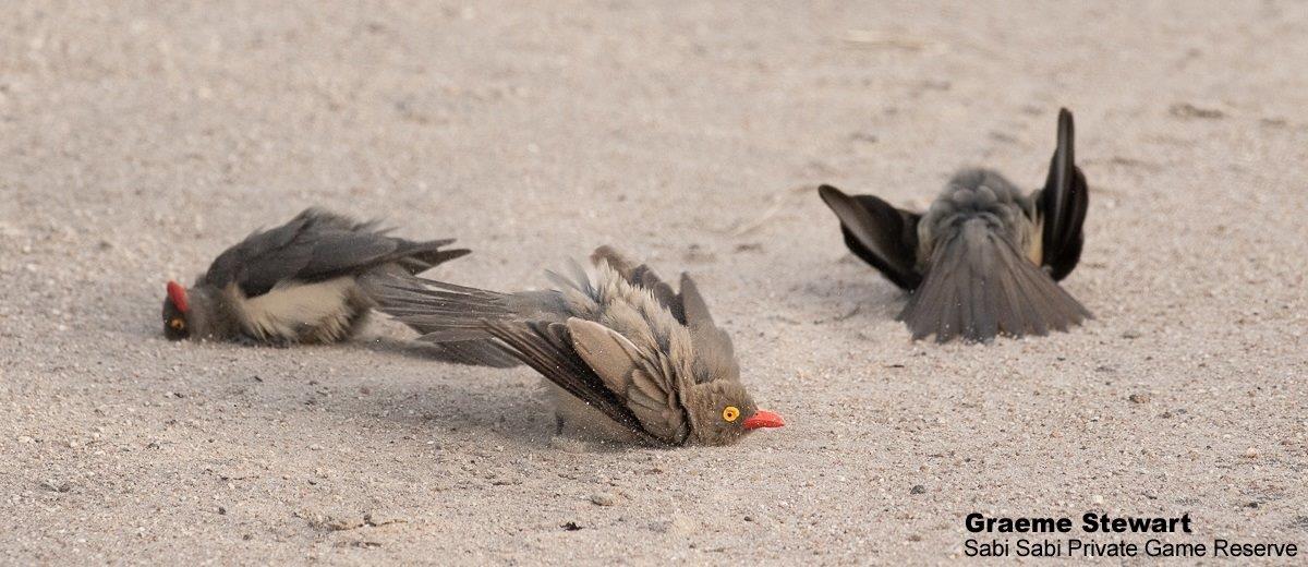 A32Graeme Stewart Red Billed Oxpecker 290122 Final A32Graeme Stewart Red Billed Oxpecker 290122 Final