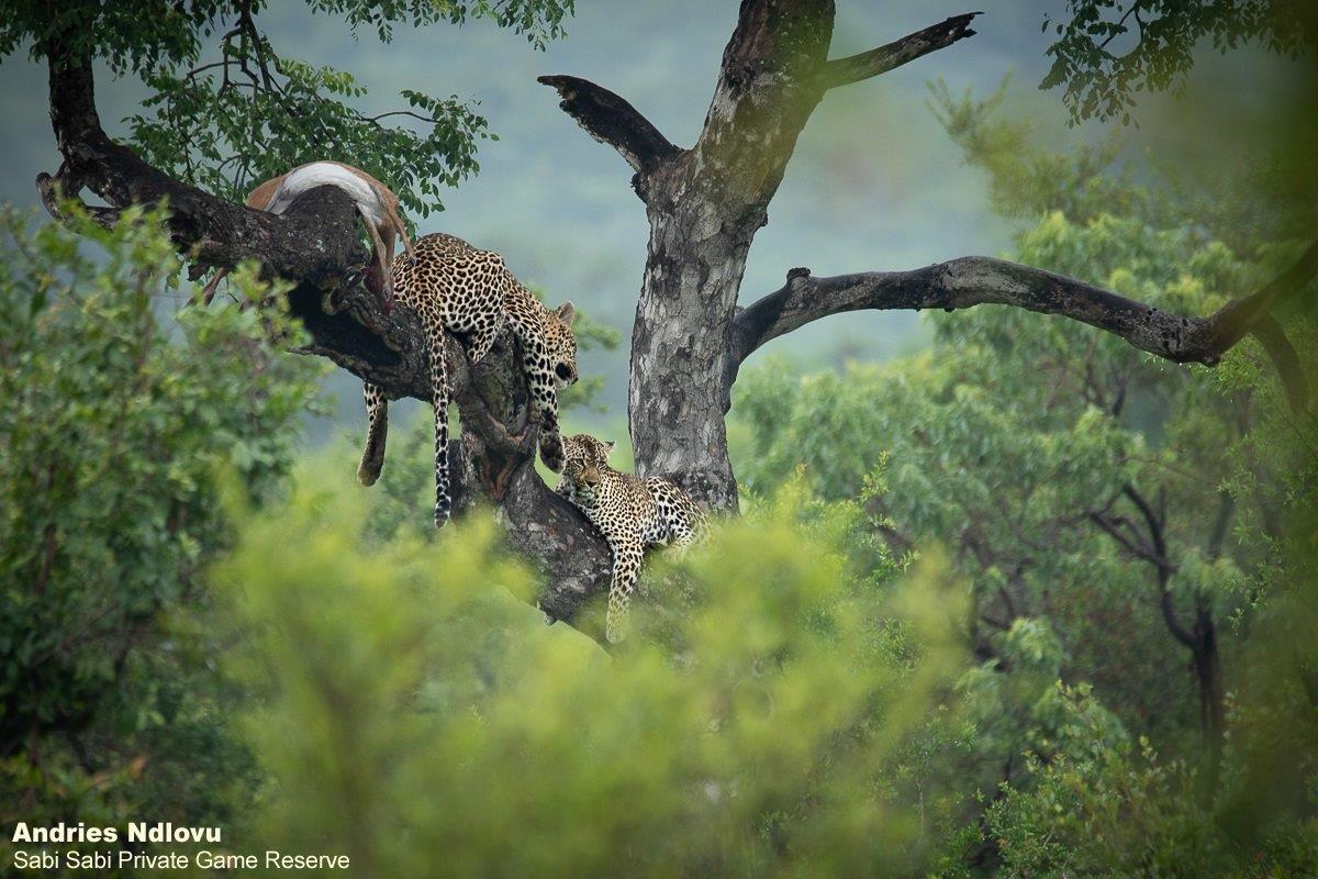 B01andries Leopards Final