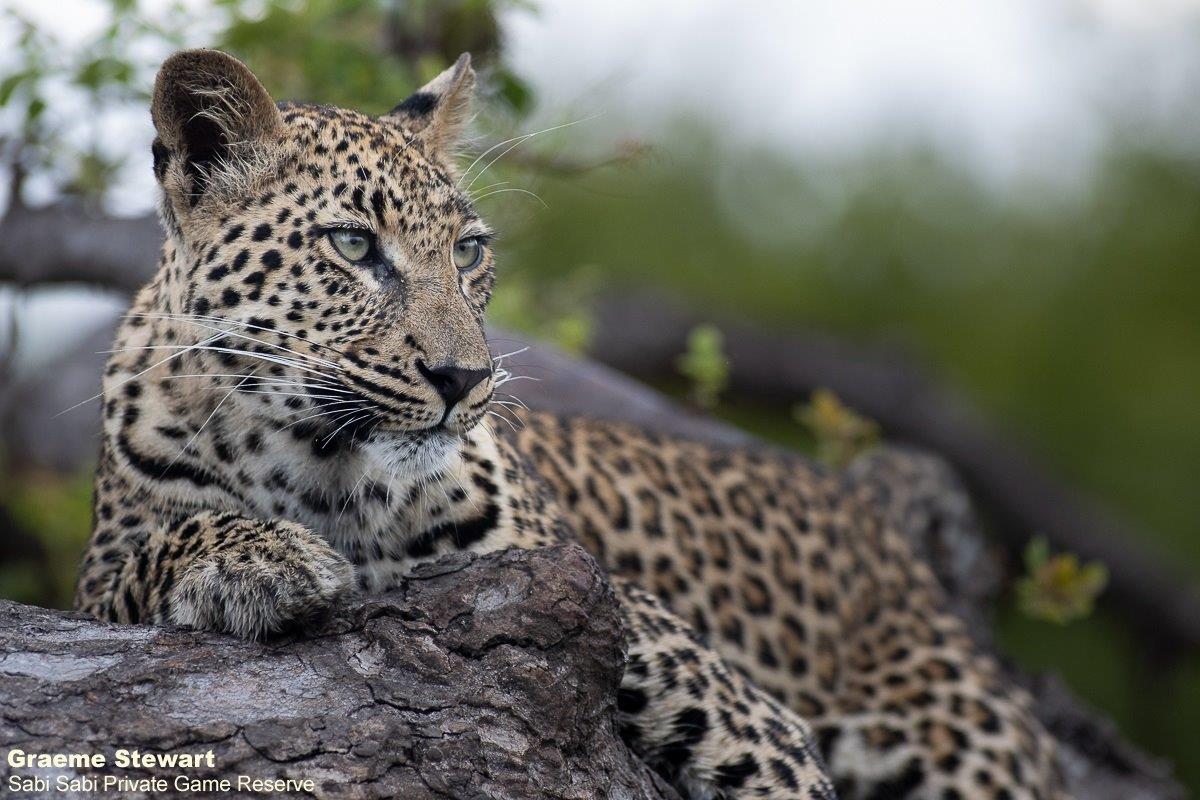 B06Graeme Stewart Golonyi 310122 2  Final