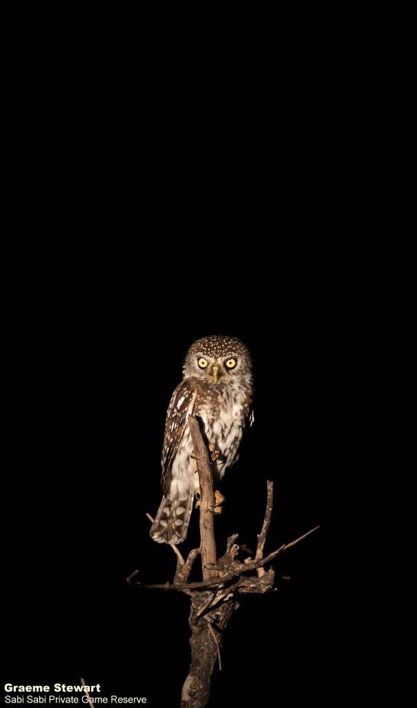 A03Graeme Stewart Pearl Spotted Owlet 140322 Final A03Graeme Stewart Pearl Spotted Owlet 140322 Final