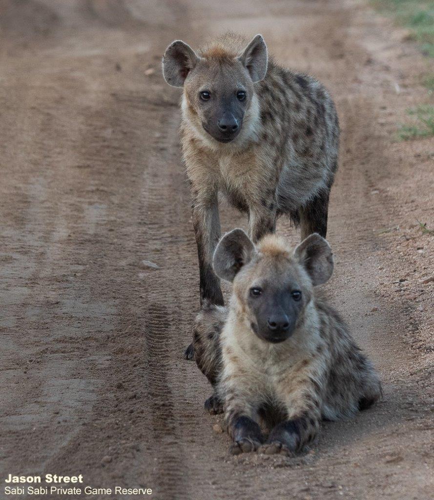 A04Jason Street Hyena 280322 Social Portrate 2 Final A04Jason Street Hyena 280322 Social Portrate 2 Final