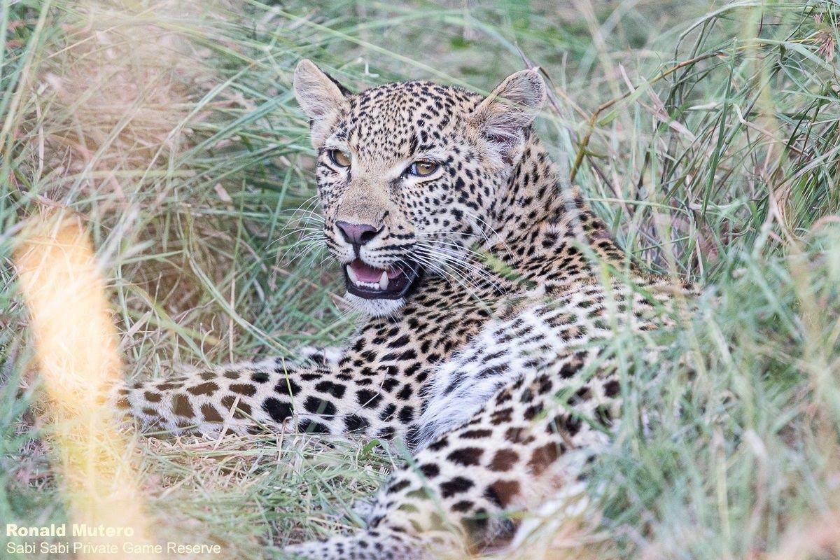 A21ronald Mutero Keegelia And Cubs 08032022 4 Final