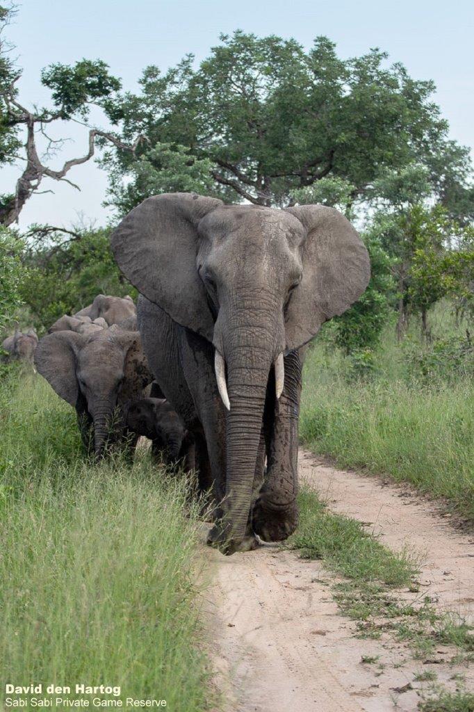A22David Den Hartog Elephant Herd 05 01 2022 Edit Final A22David Den Hartog Elephant Herd 05 01 2022 Edit Final