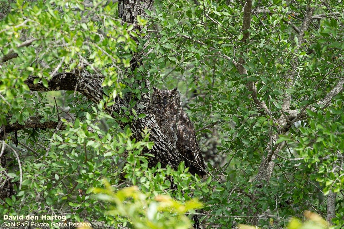 A23David Den Hartog Spotted Eagle Owl 27 01 2022 Final A23David Den Hartog Spotted Eagle Owl 27 01 2022 Final