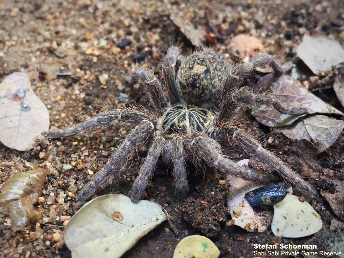 A23Stefan Schoeman Lesser Baboon Spider 20220308 1 Final A23Stefan Schoeman Lesser Baboon Spider 20220308 1 Final