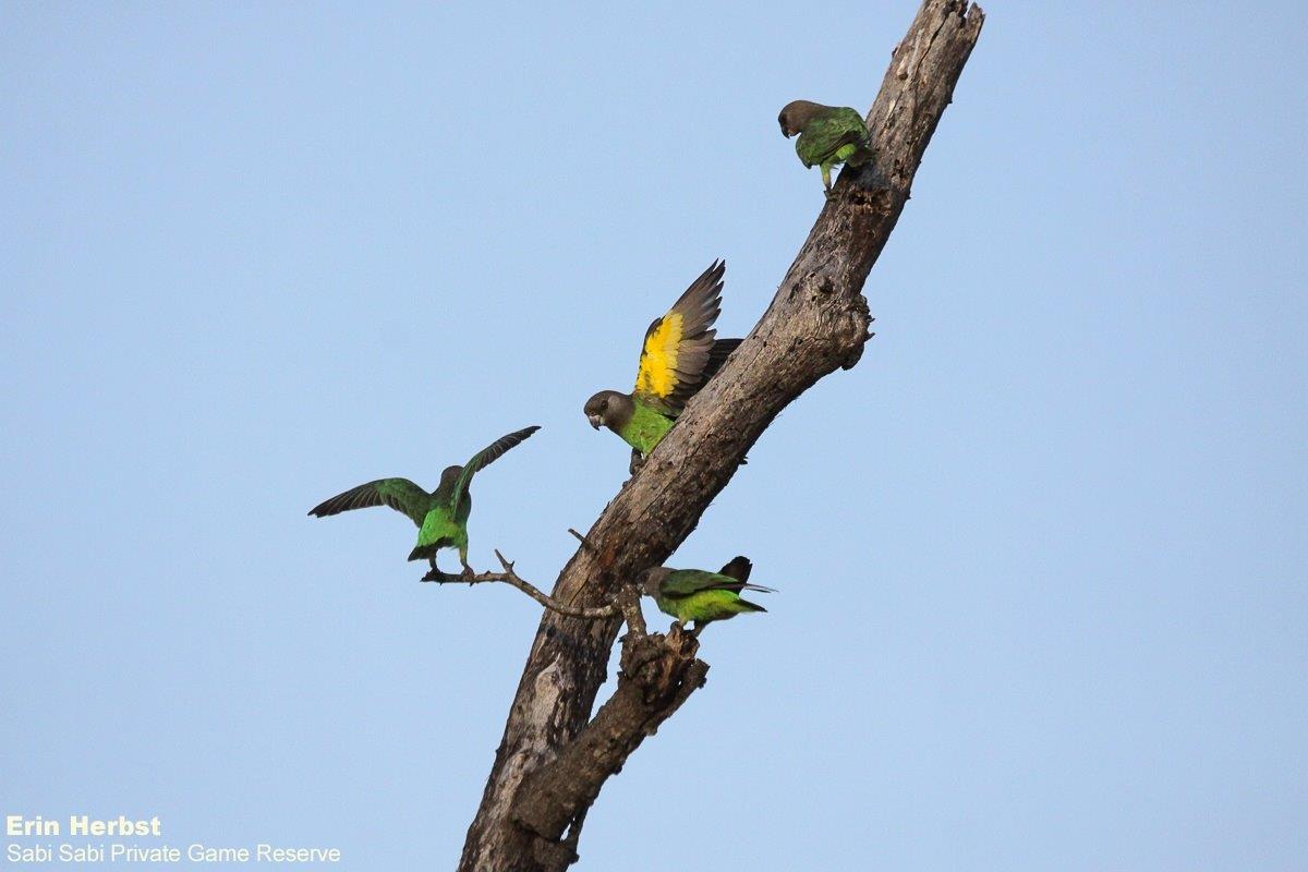 A24Erin Herbst Brown Headed Parrot 040322 Final A24Erin Herbst Brown Headed Parrot 040322 Final