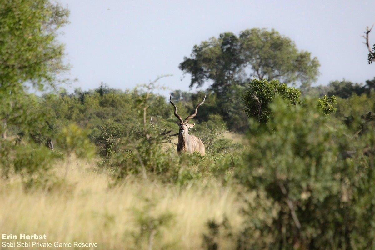 A25Erin Herbst Kudu 040322 Final A25Erin Herbst Kudu 040322 Final