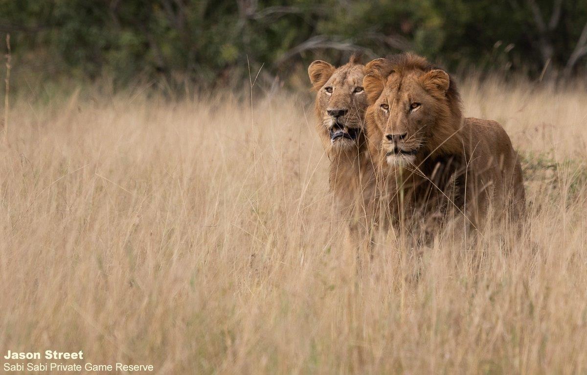 A34Jason Street New Kruger Males 290322 1 Final