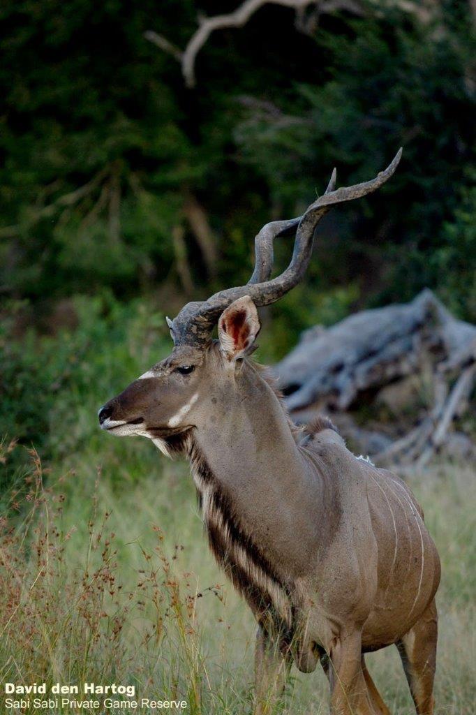 A39David Den Hartog Kudu 16 03 2022 Edit Final A39David Den Hartog Kudu 16 03 2022 Edit Final