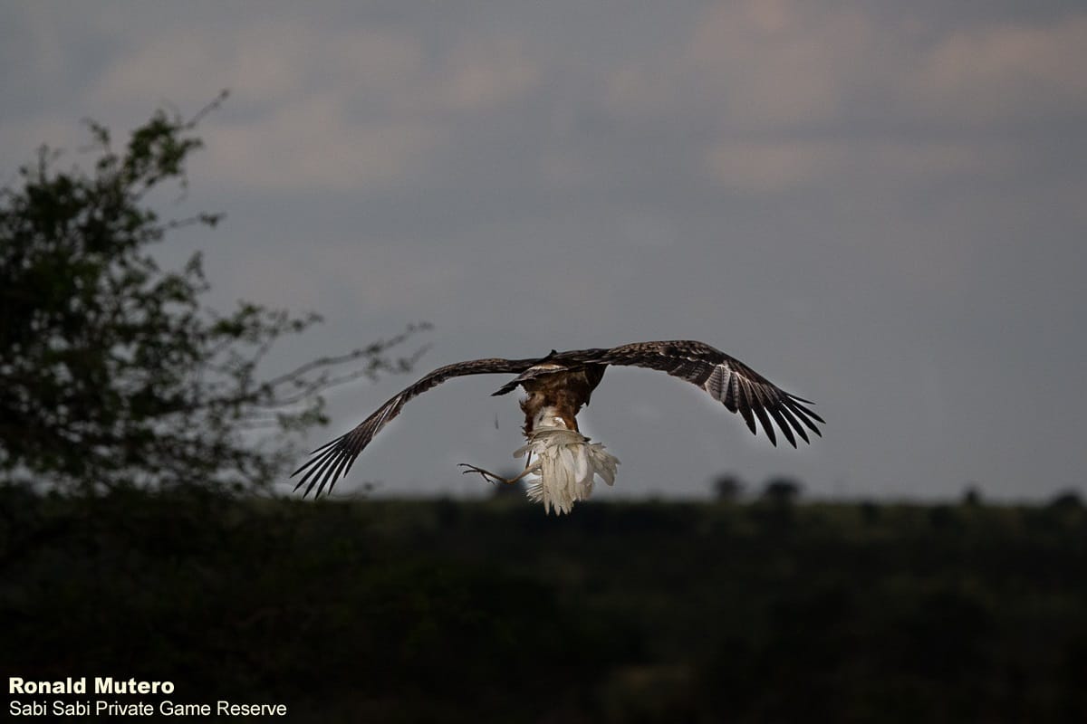 B04ronald Mutero Tawny Eagle 14022022 3 Final