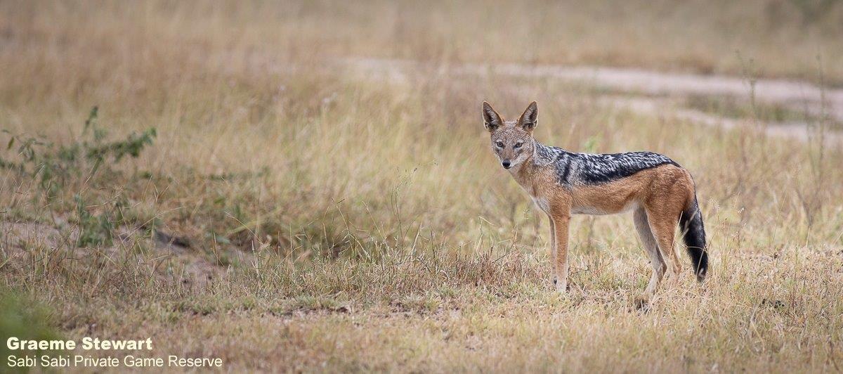 A02Graeme Stewart Black Backed Jackal 140422 Final A02Graeme Stewart Black Backed Jackal 140422 Final