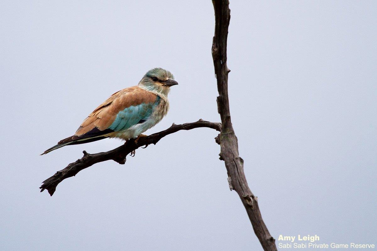 A39Amy Leigh European Roller 200322 Edit Final A39Amy Leigh European Roller 200322 Edit Final
