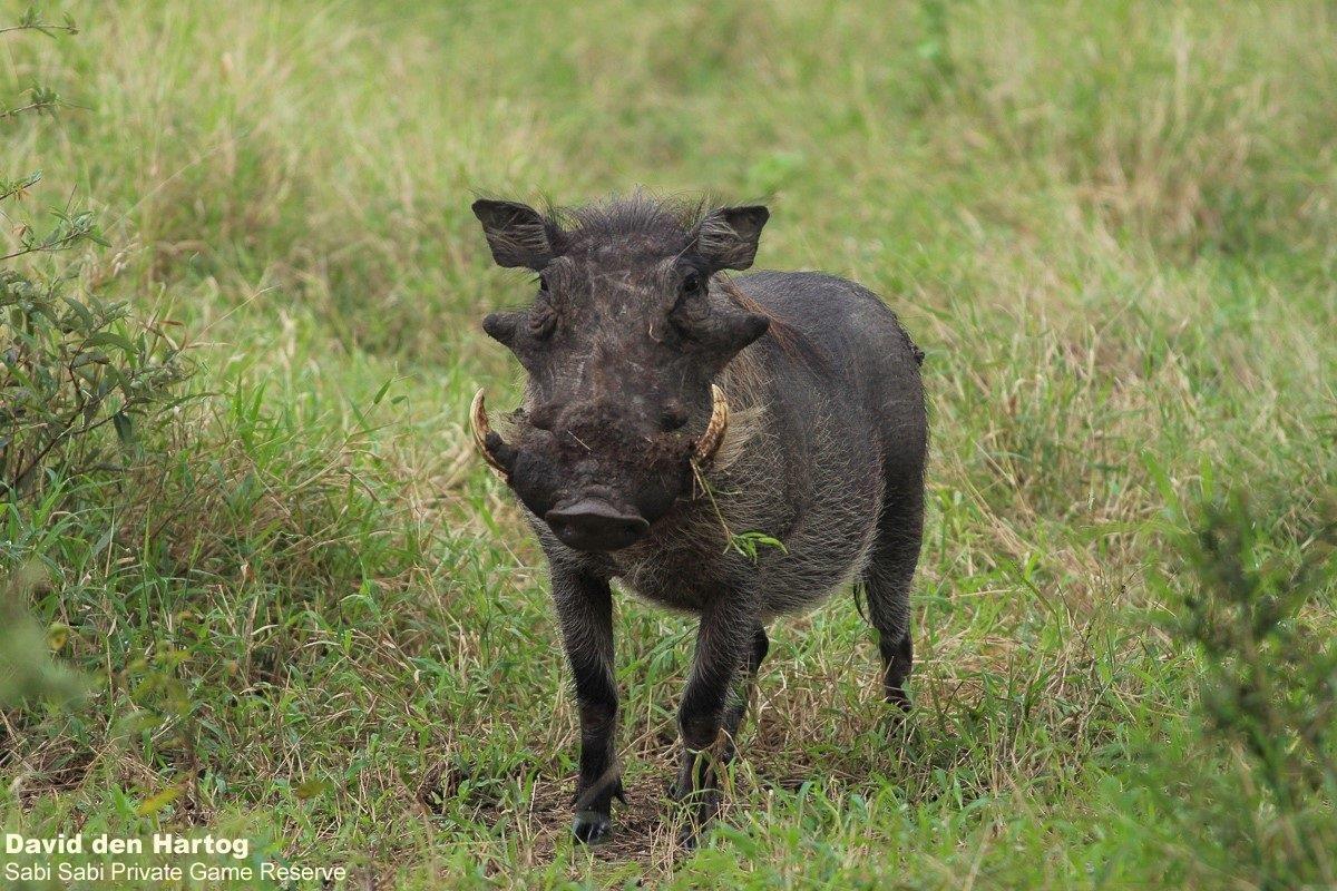 A41David Den Hartog Warthog 27 04 2022 2 FINAL A41David Den Hartog Warthog 27 04 2022 2 FINAL