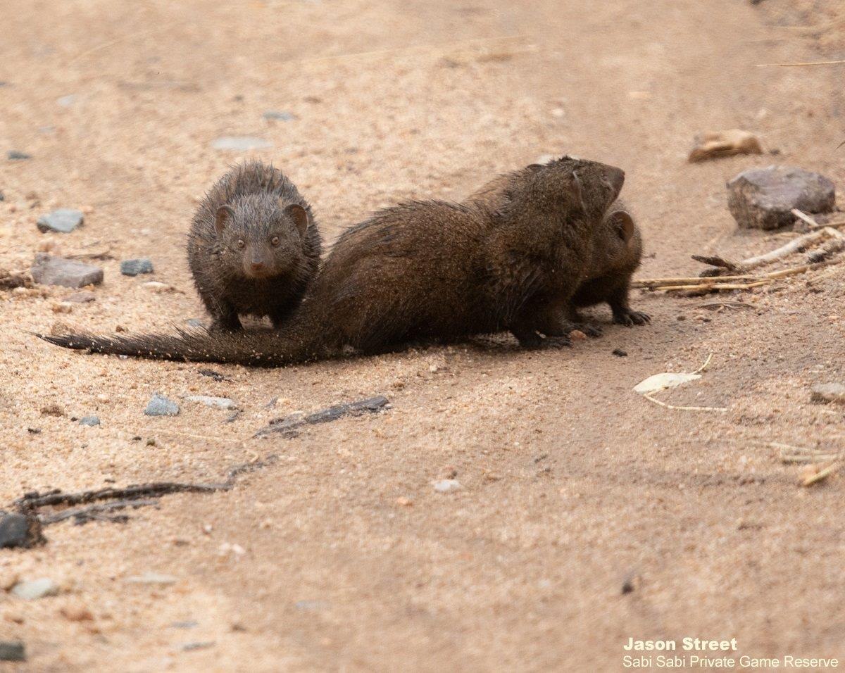 A41Jason Street Dwarf Mongoose 260322 Final A41Jason Street Dwarf Mongoose 260322 Final