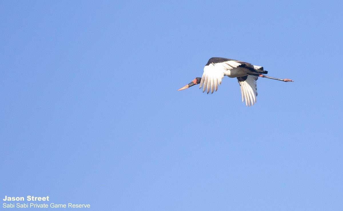 A43Jason Street Saddle Billed Stork 310322 Final A43Jason Street Saddle Billed Stork 310322 Final