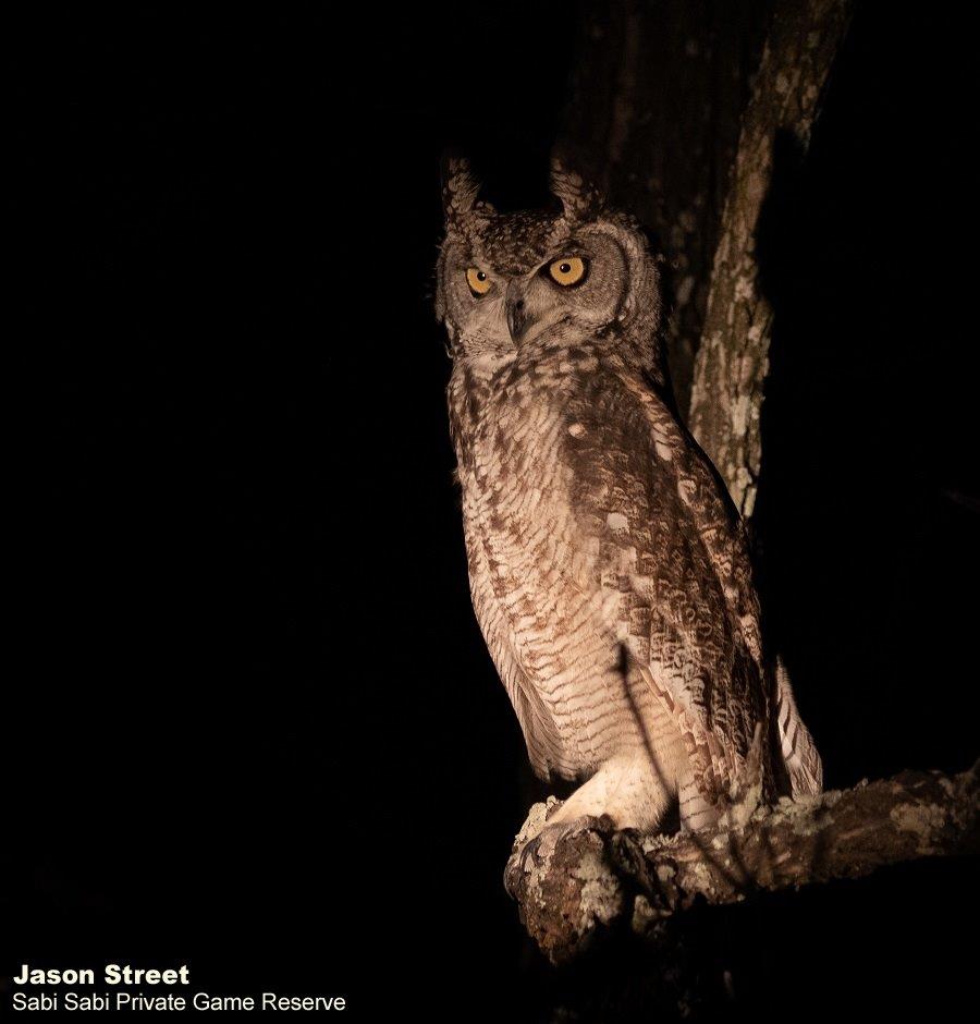 A46Jason Street Spotted Eagle Owl 260322 Final A46Jason Street Spotted Eagle Owl 260322 Final