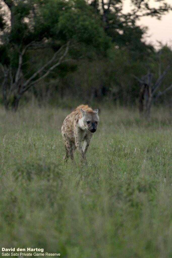 A03David Den Hartog Spotted Hyena 03 05 2022 Edit Final A03David Den Hartog Spotted Hyena 03 05 2022 Edit Final