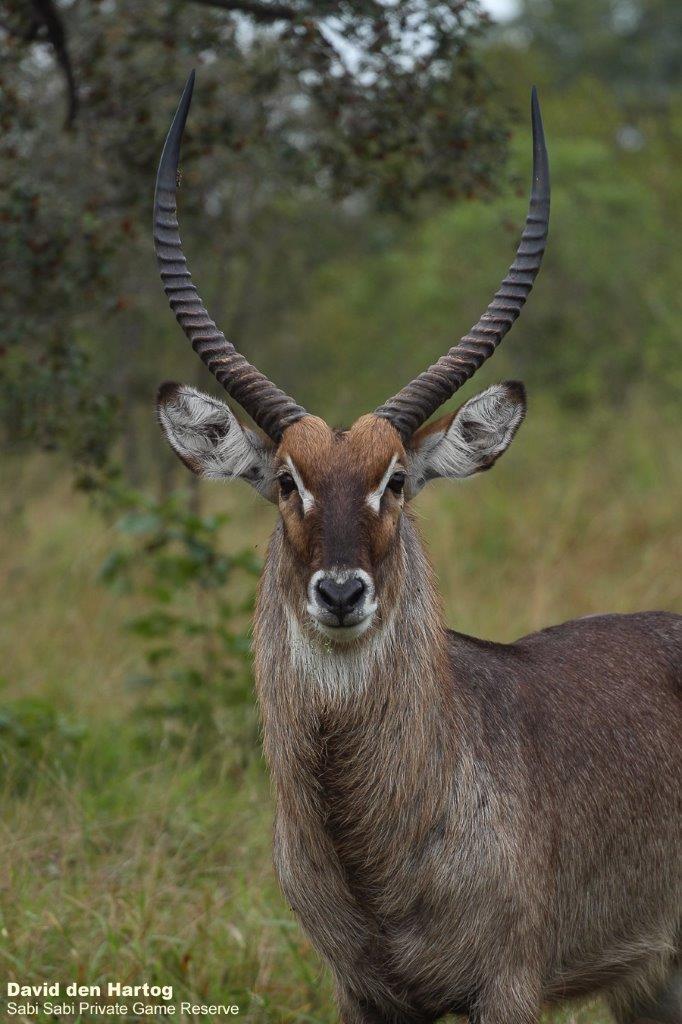 A25David Den Hartog Waterbuck 22 04 2022 Final A25David Den Hartog Waterbuck 22 04 2022 Final