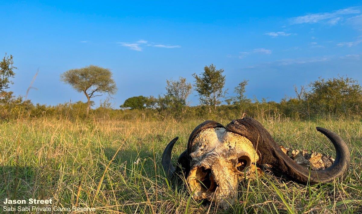 A25Jason Street Buffalo Skull 130522 Final A25Jason Street Buffalo Skull 130522 Final